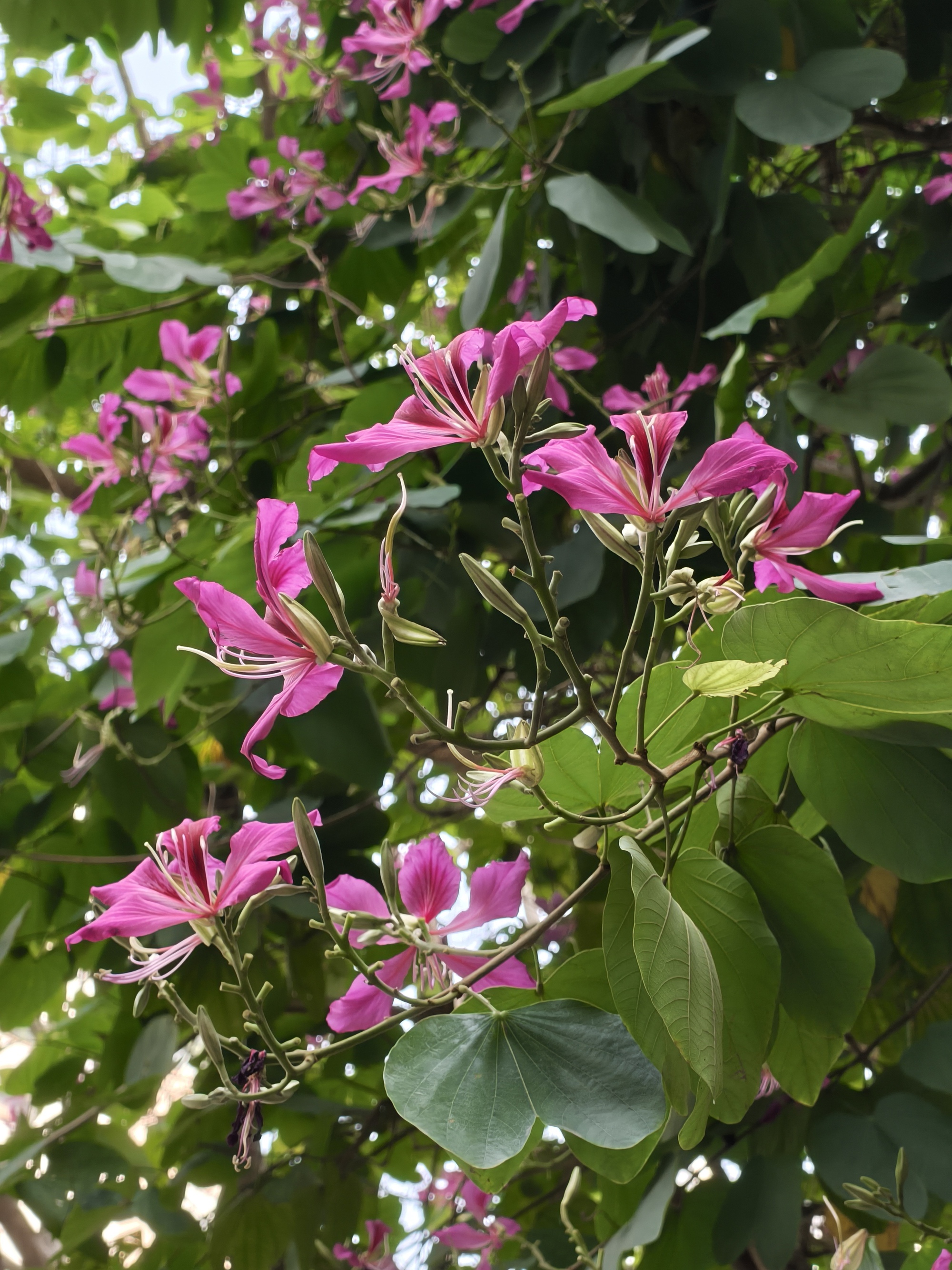 Trải nghiệm bộ đ&ocirc;i Reno15 v&agrave; Reno15 Pro: Mặt lưng "mưa sao băng", camera 200MP v&agrave; điều bất ngờ về hiệu năng đồ họa- Ảnh 24.