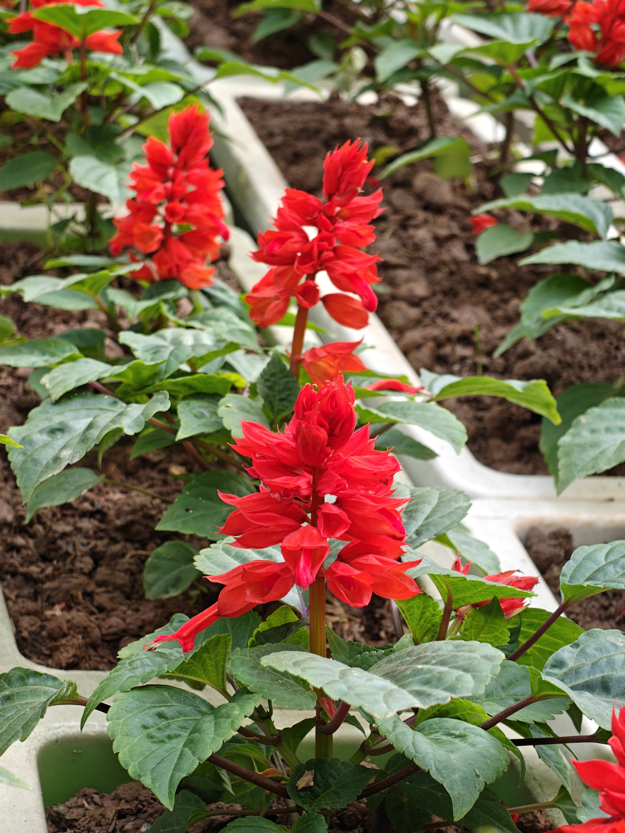 Trải nghiệm bộ đ&ocirc;i Reno15 v&agrave; Reno15 Pro: Mặt lưng "mưa sao băng", camera 200MP v&agrave; điều bất ngờ về hiệu năng đồ họa- Ảnh 17.