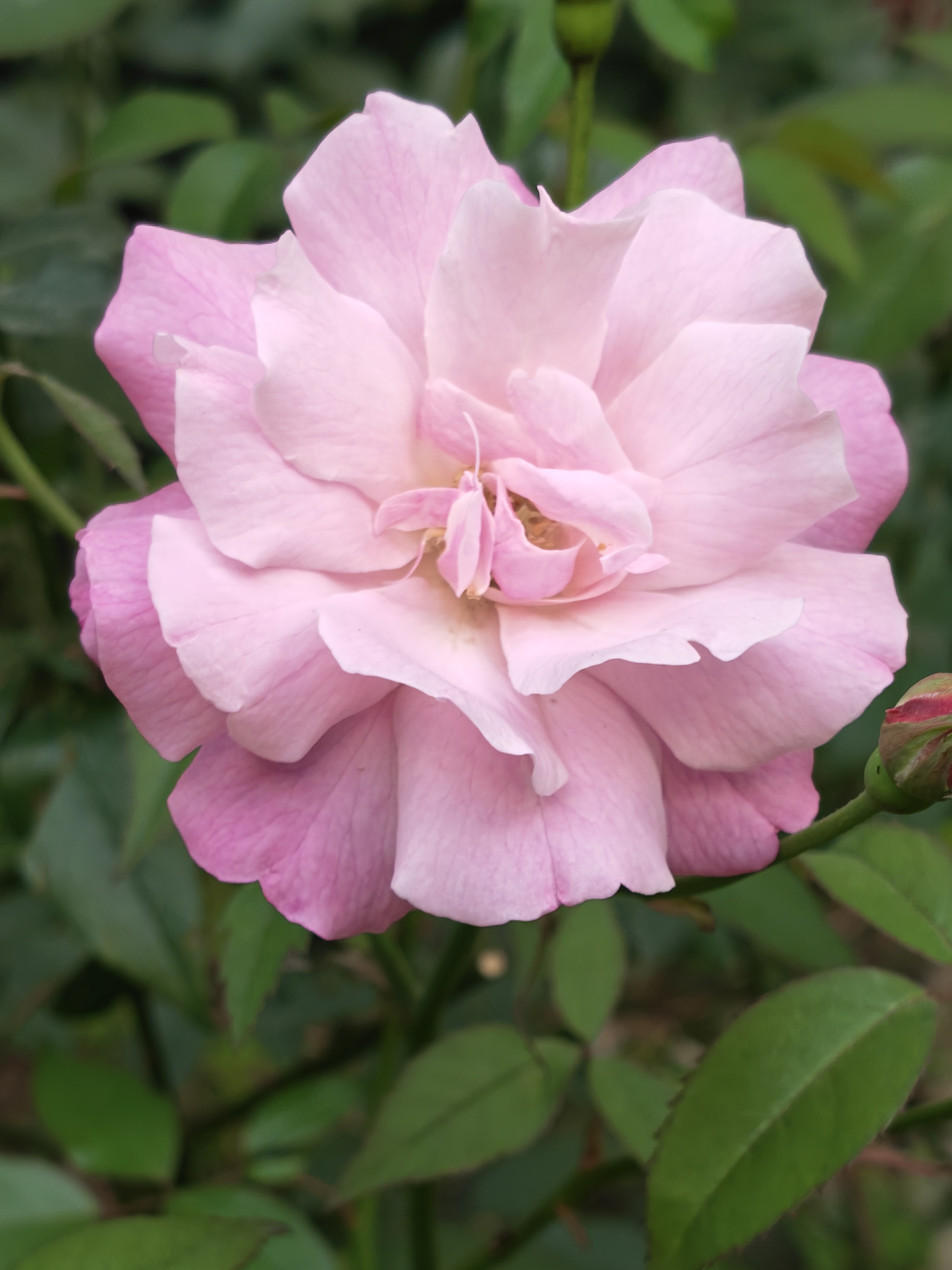 Trải nghiệm bộ đ&ocirc;i Reno15 v&agrave; Reno15 Pro: Mặt lưng "mưa sao băng", camera 200MP v&agrave; điều bất ngờ về hiệu năng đồ họa- Ảnh 19.