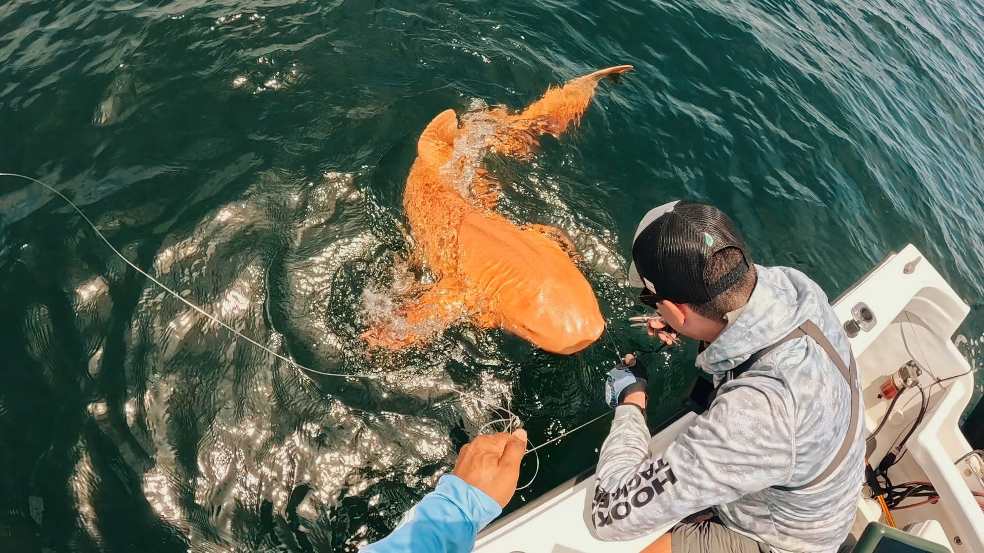 Cá mập vàng rực ngoài khơi Costa Rica khiến giới khoa học kinh ngạc về đột biến sắc tố hiếm gặp - Ảnh 4.