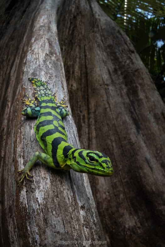 Phát hiện thằn lằn đuôi gai xanh hiếm gặp, màu sắc như đồ chơi khiến mạng xã hội dậy sóng - Ảnh 2.