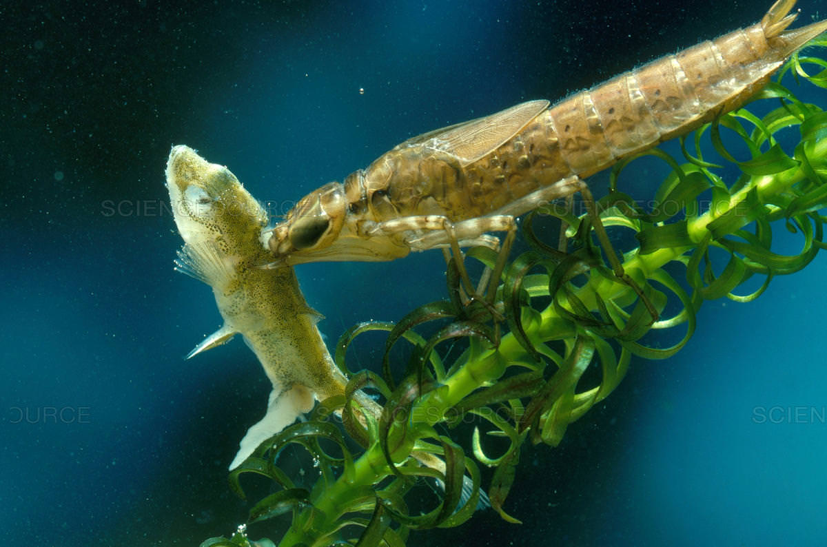 Một sinh vật lạ trông giống châu chấu đã xuất hiện trong bể cá và bơi cực nhanh, cư dân mạng cảnh báo nếu không bắt nhanh nó sẽ ăn hết cá - Ảnh 3.