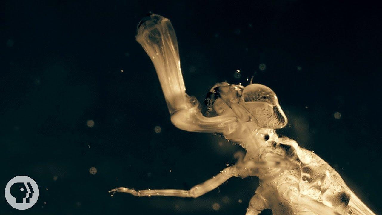 Một sinh vật lạ trông giống châu chấu đã xuất hiện trong bể cá và bơi cực nhanh, cư dân mạng cảnh báo nếu không bắt nhanh nó sẽ ăn hết cá - Ảnh 4.