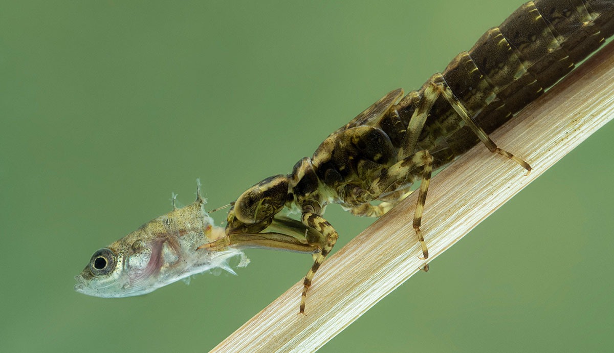 Một sinh vật lạ trông giống châu chấu đã xuất hiện trong bể cá và bơi cực nhanh, cư dân mạng cảnh báo nếu không bắt nhanh nó sẽ ăn hết cá - Ảnh 5.