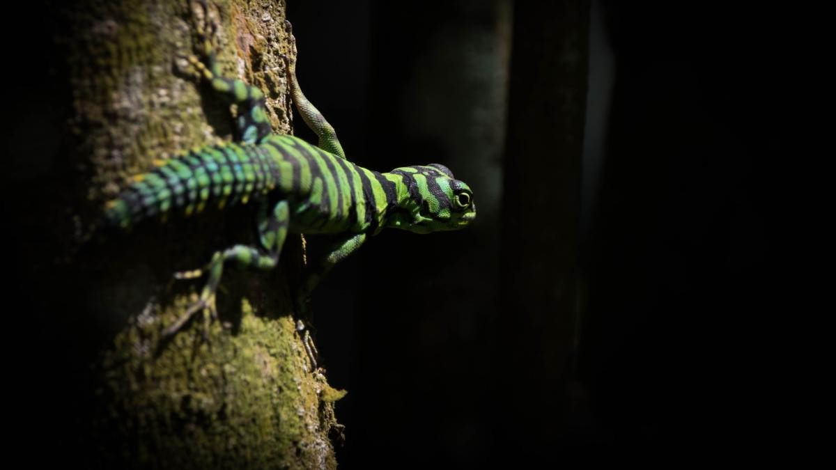 Phát hiện thằn lằn đuôi gai xanh hiếm gặp, màu sắc như đồ chơi khiến mạng xã hội dậy sóng - Ảnh 4.