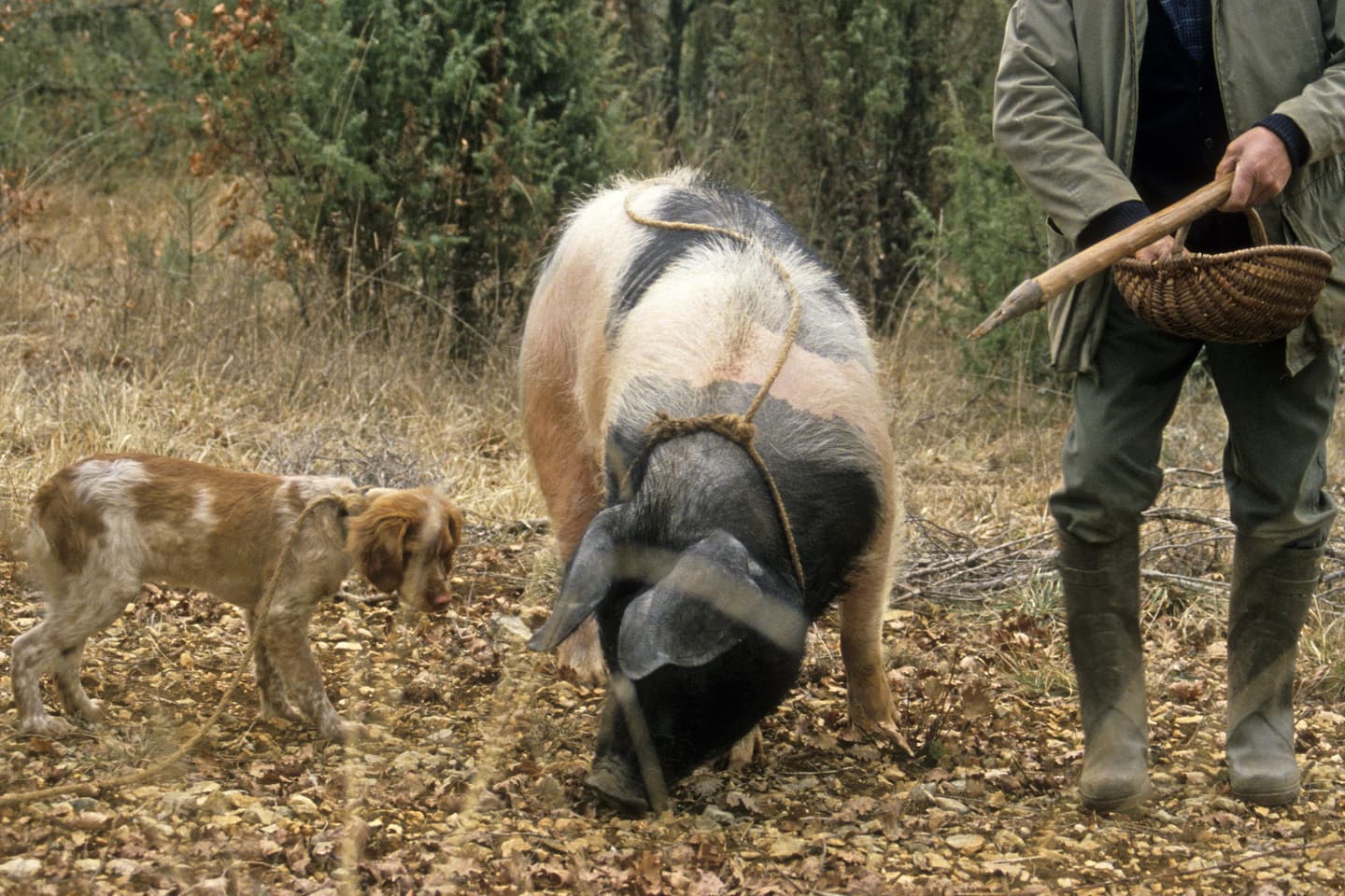 Được người Pháp gọi là 