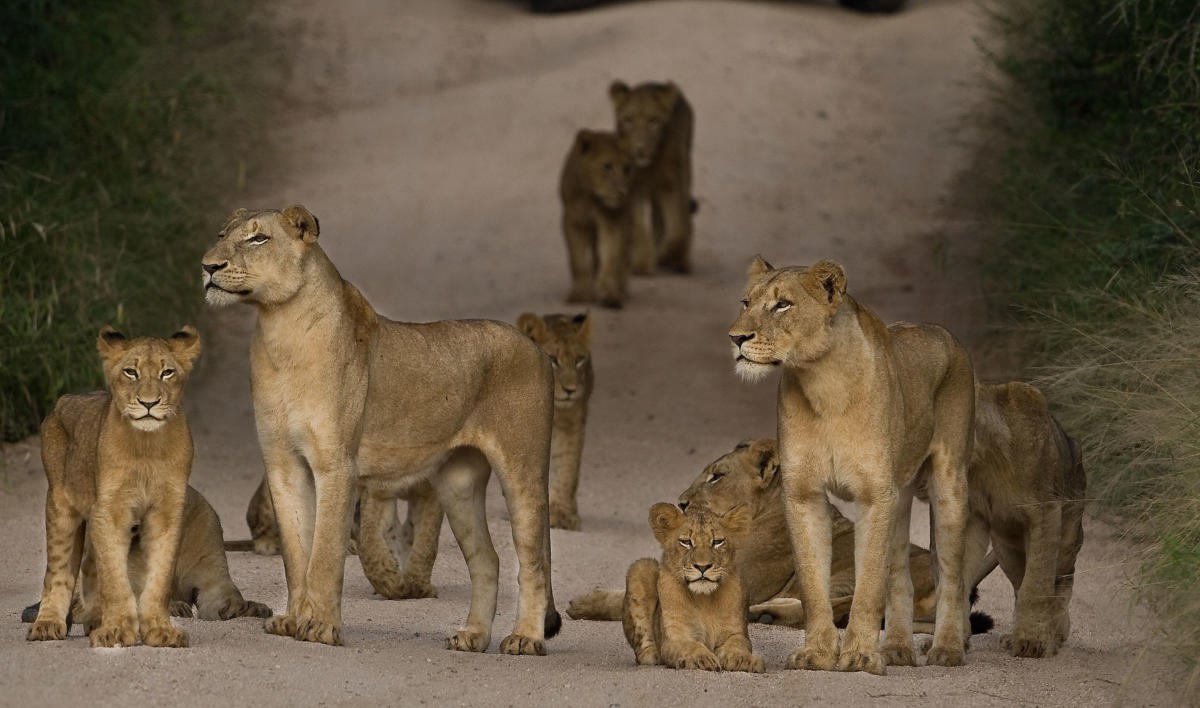 Miệng n&uacute;i lửa Tanzania: Nơi 25.000 d&atilde; th&uacute; c&ugrave;ng chung sống, nhưng v&igrave; sao sư tử lại chỉ c&oacute; thể sinh sản cận huyết?- Ảnh 4.