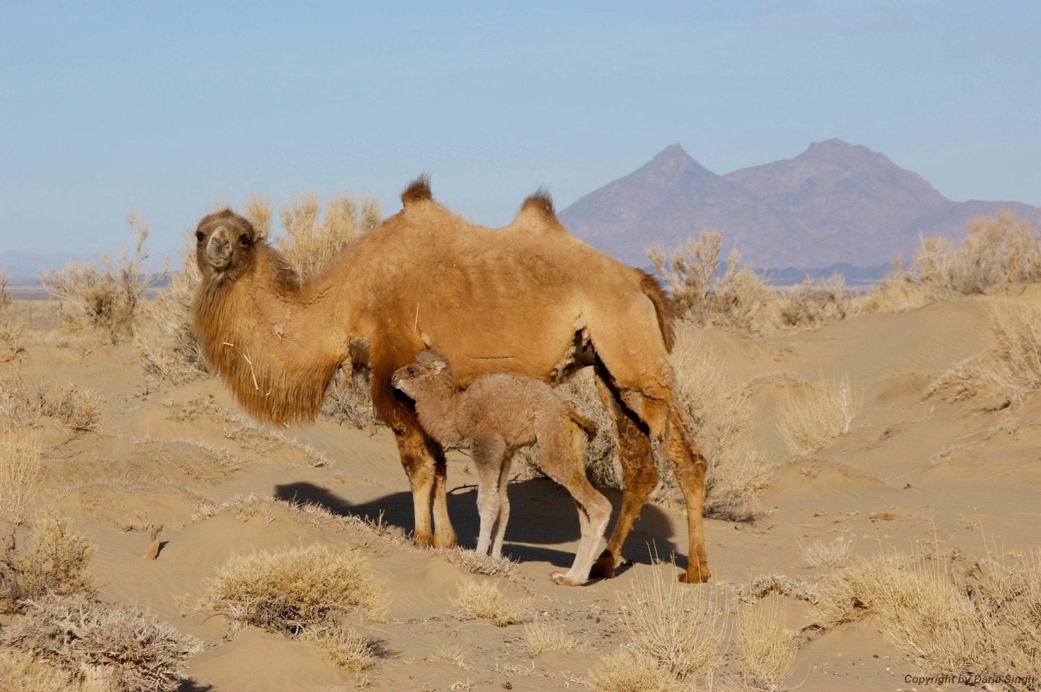 Lạc đà hoang dã đã tiến hóa để uống nước muối mặn hơn nước biển, thách thức mọi giới hạn sinh học - Ảnh 4.