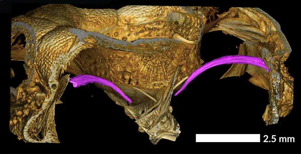 B&iacute; ẩn thế kỷ về chiếc lỗ tr&ecirc;n đầu lo&agrave;i c&aacute; đầu đ&aacute; được giải m&atilde;- Ảnh 2.