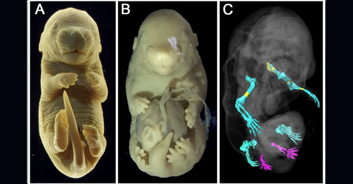 Các nhà khoa học đã vô tình tạo ra một phôi thai chuột 6 chân giống như các sinh vật trong phim 'Avatar'- Ảnh 2.