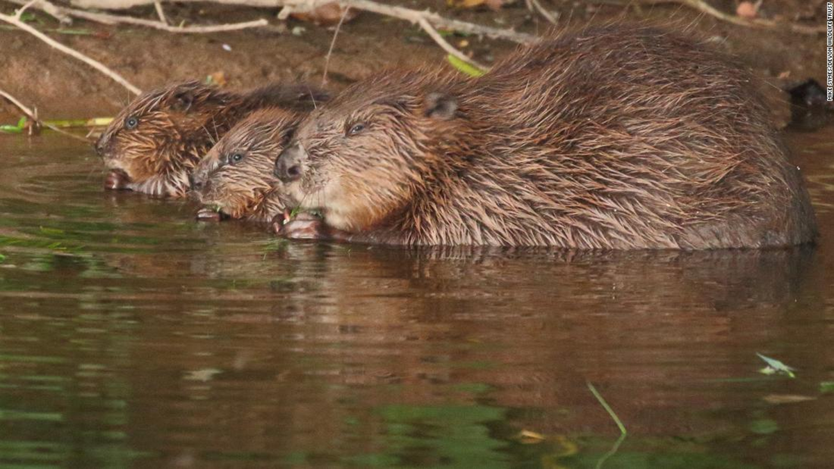Lo&agrave;i vật qu&yacute; hiếm bậc nhất h&agrave;nh tinh, ngỡ tuyệt chủng 400 năm bất ngờ "t&aacute;i xuất" - Ảnh 2.