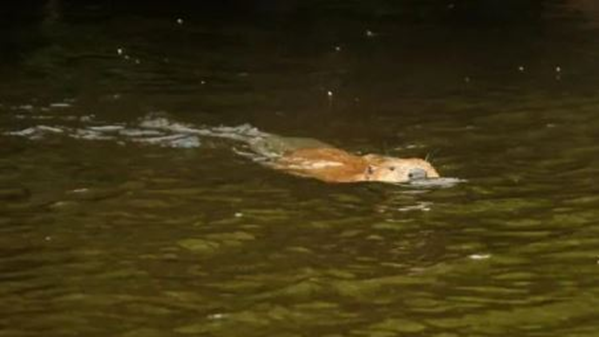 Lo&agrave;i vật qu&yacute; hiếm bậc nhất h&agrave;nh tinh, ngỡ tuyệt chủng 400 năm bất ngờ "t&aacute;i xuất" - Ảnh 1.