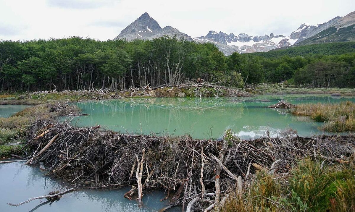 Lo&agrave;i vật qu&yacute; hiếm bậc nhất h&agrave;nh tinh, ngỡ tuyệt chủng 400 năm bất ngờ "t&aacute;i xuất" - Ảnh 3.