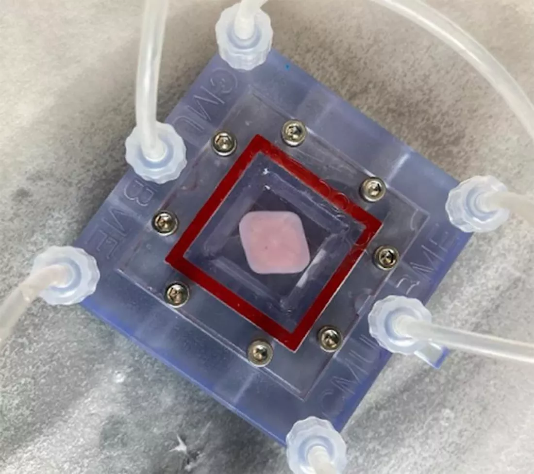 Tin vui cho hội nhậu nhẹt: gan in 3D c&oacute; thể "cứu c&aacute;nh" l&aacute; gan đang suy yếu- Ảnh 2.