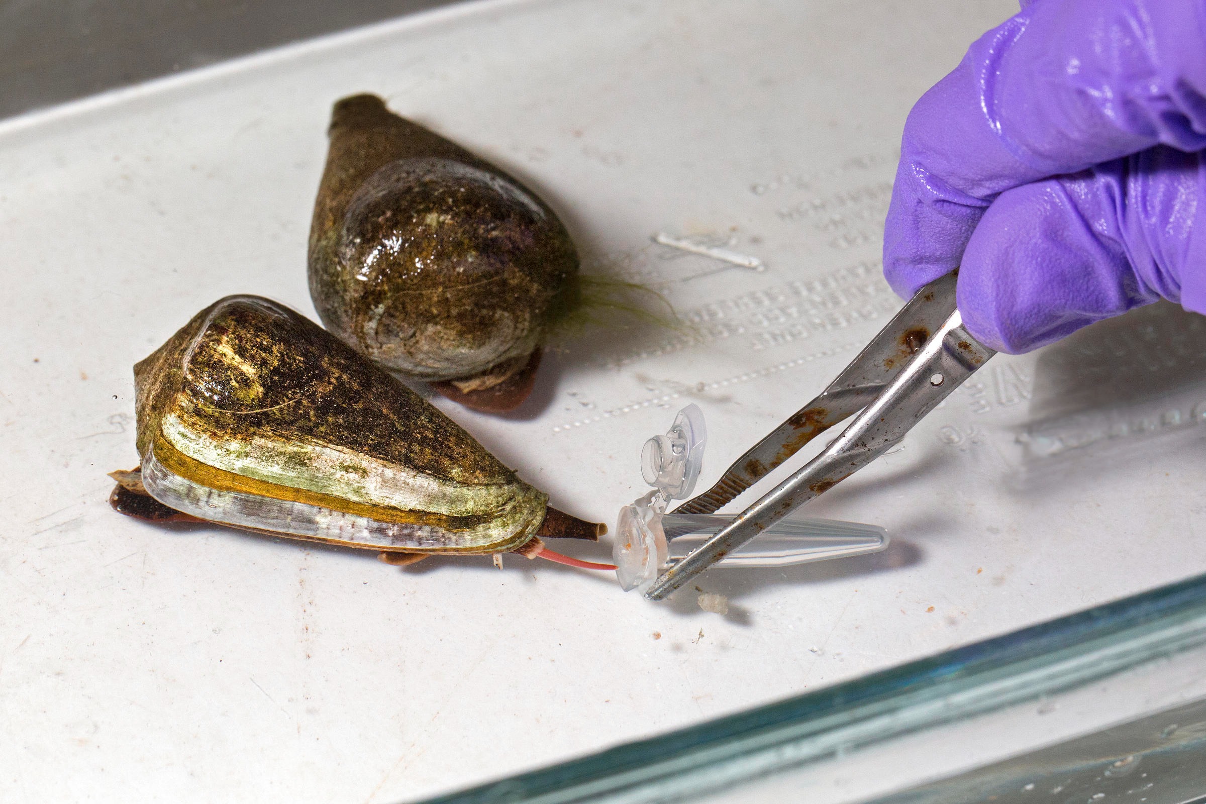 Ốc nón: Sinh vật có thể phóng nọc độc nhanh hơn rắn độc và chỉ 0,1 miligam cũng đủ hạ gục người trưởng thành - Ảnh 2.