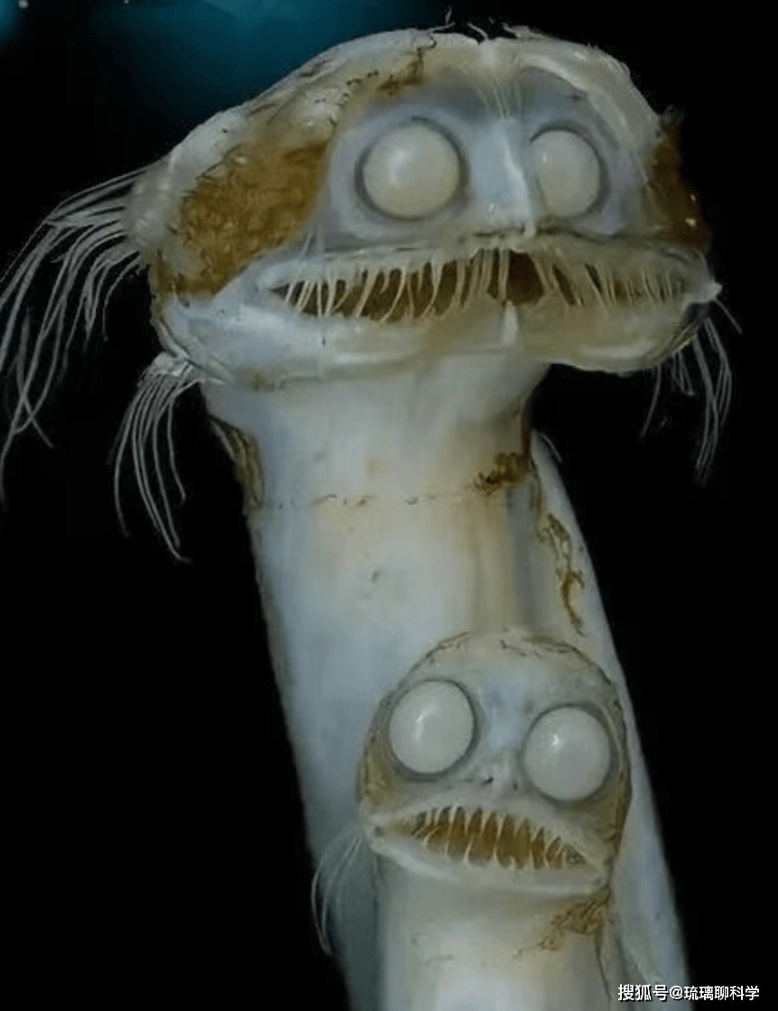 Cá mắt kính: Sinh vật biển sâu có đôi mắt như ống nhòm khiến mạng xã hội tưởng được tạo ra bởi AI - Ảnh 2.