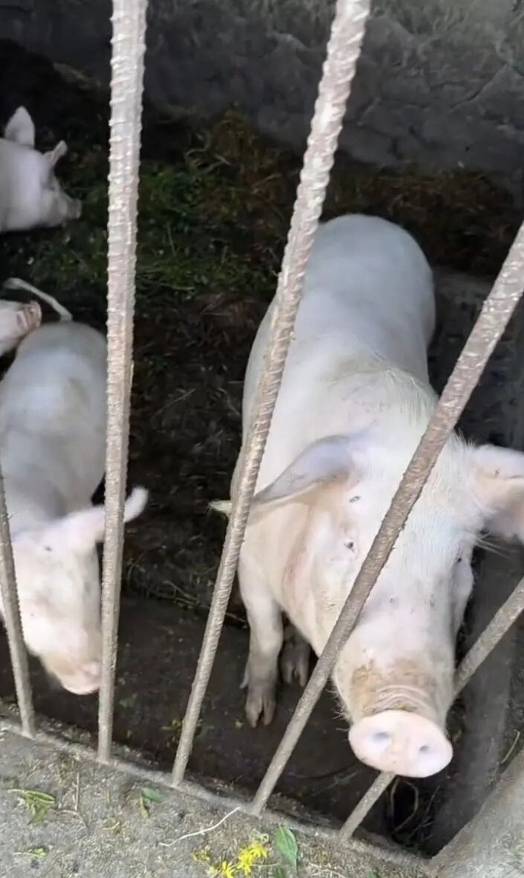 Người phụ nữ Trung Quốc gây sốt khi tay không thắng 22 cuộc thi bắt lợn chỉ trong một năm - Ảnh 4.