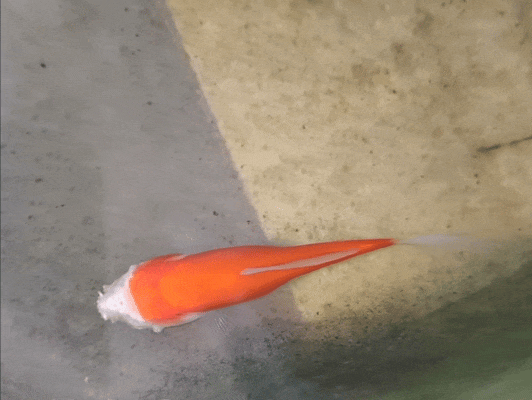 Cá vàng mất gần hết đầu vẫn sống hai tuần, hé lộ cơ chế sinh tồn đáng kinh ngạc của động vật nước ngọt - Ảnh 1.