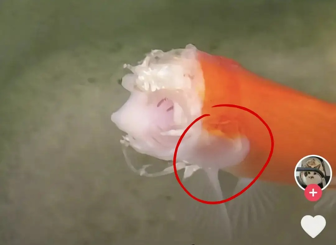 Cá vàng mất gần hết đầu vẫn sống hai tuần, hé lộ cơ chế sinh tồn đáng kinh ngạc của động vật nước ngọt - Ảnh 2.