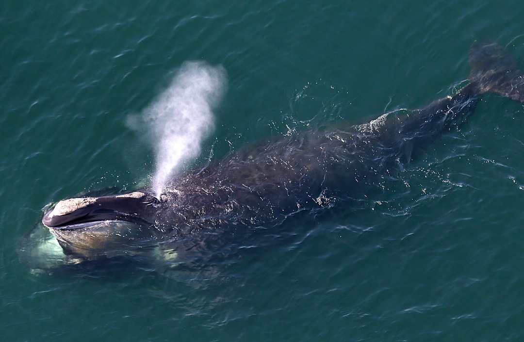 Thung lũng cá voi ở Ai Cập hé lộ hành trình tiến hóa kỳ lạ khi cá voi từng có chân và sống trên đất liền - Ảnh 3.