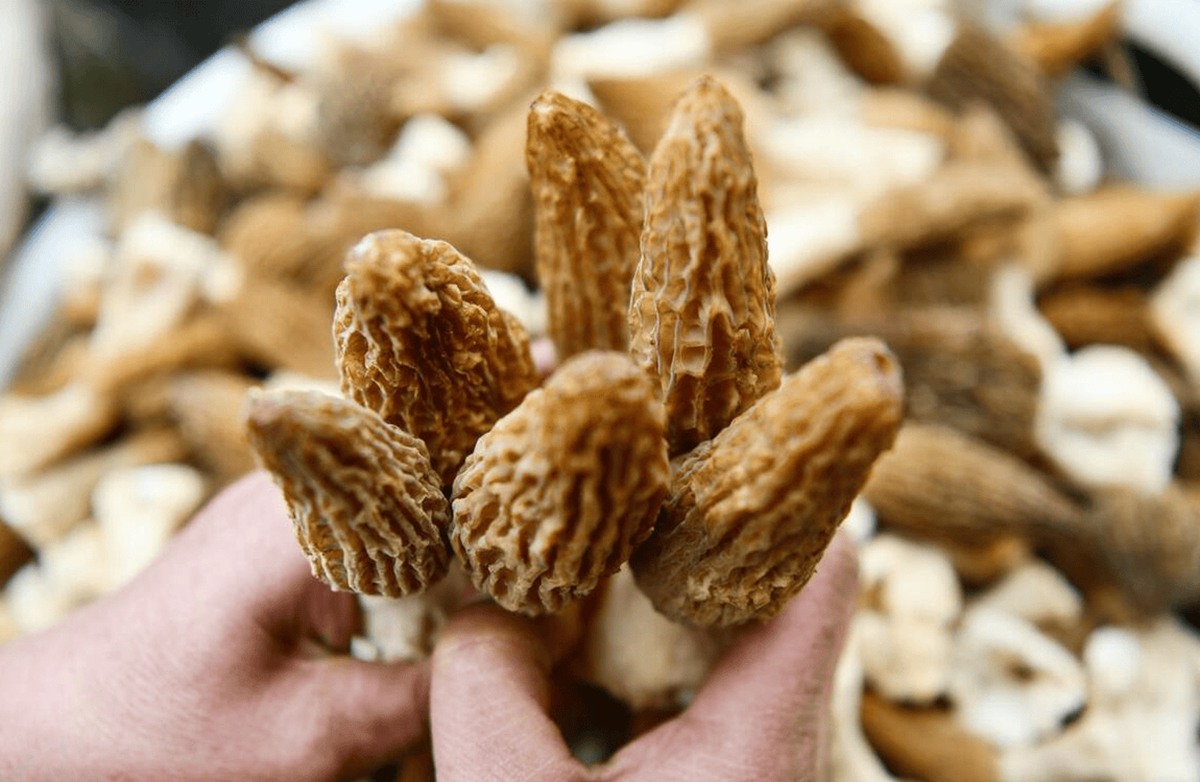 Loại c&acirc;y dại mọc um t&ugrave;m ở Việt Nam, "trời T&acirc;y" b&aacute;n gi&aacute; 13 triệu đồng/kg vẫn c&oacute; người r&uacute;t hầu bao - Ảnh 4.