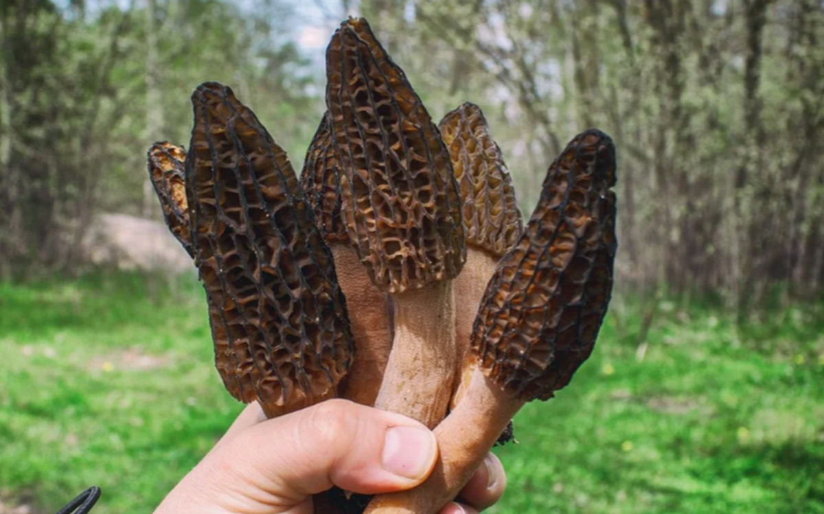 Loại c&acirc;y dại mọc um t&ugrave;m ở Việt Nam, "trời T&acirc;y" b&aacute;n gi&aacute; 13 triệu đồng/kg vẫn c&oacute; người r&uacute;t hầu bao - Ảnh 1.