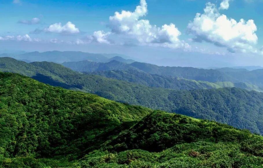 Ph&aacute;t hiện hươu răng quỷ bạch tạng cực kỳ qu&yacute; hiếm tại khu bảo tồn thi&ecirc;n nhi&ecirc;n L&ocirc;i C&ocirc;ng Sơn, Trung Quốc - Ảnh 1.