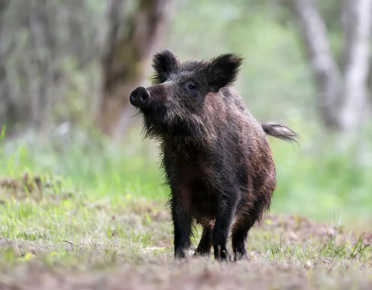 B&iacute; ẩn đằng sau sự b&ugrave;ng nổ v&agrave; suy t&agrave;n nhanh ch&oacute;ng của lo&agrave;i lợn lai tại v&ugrave;ng đất chết Fukushima sau thảm họa hạt nh&acirc;n- Ảnh 1.