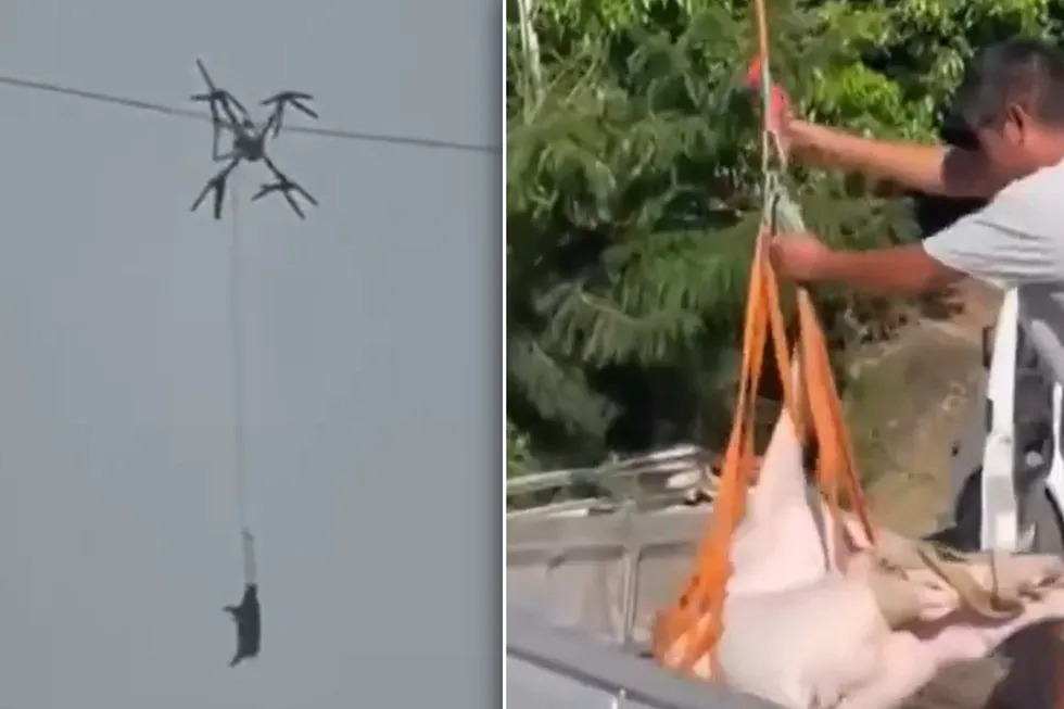 Con lợn biết bay cả l&agrave;ng mất điện - Ảnh 1.