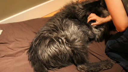 Sự thật ng&atilde; ngửa: Tại sao ch&oacute; đạp ch&acirc;n đi&ecirc;n cuồng khi được g&atilde;i bụng? - Ảnh 1.