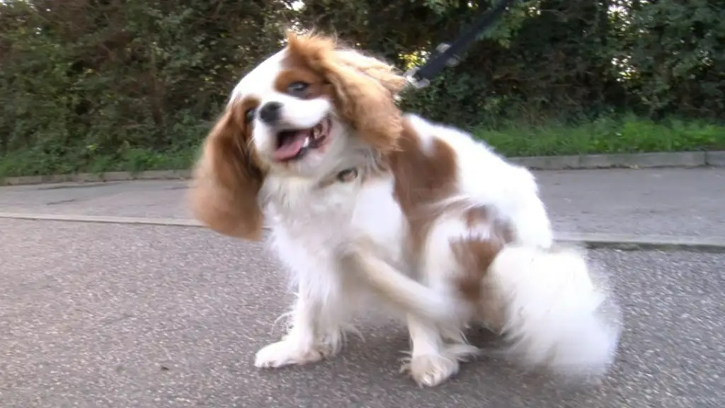 Sự thật ng&atilde; ngửa: Tại sao ch&oacute; đạp ch&acirc;n đi&ecirc;n cuồng khi được g&atilde;i bụng? - Ảnh 4.