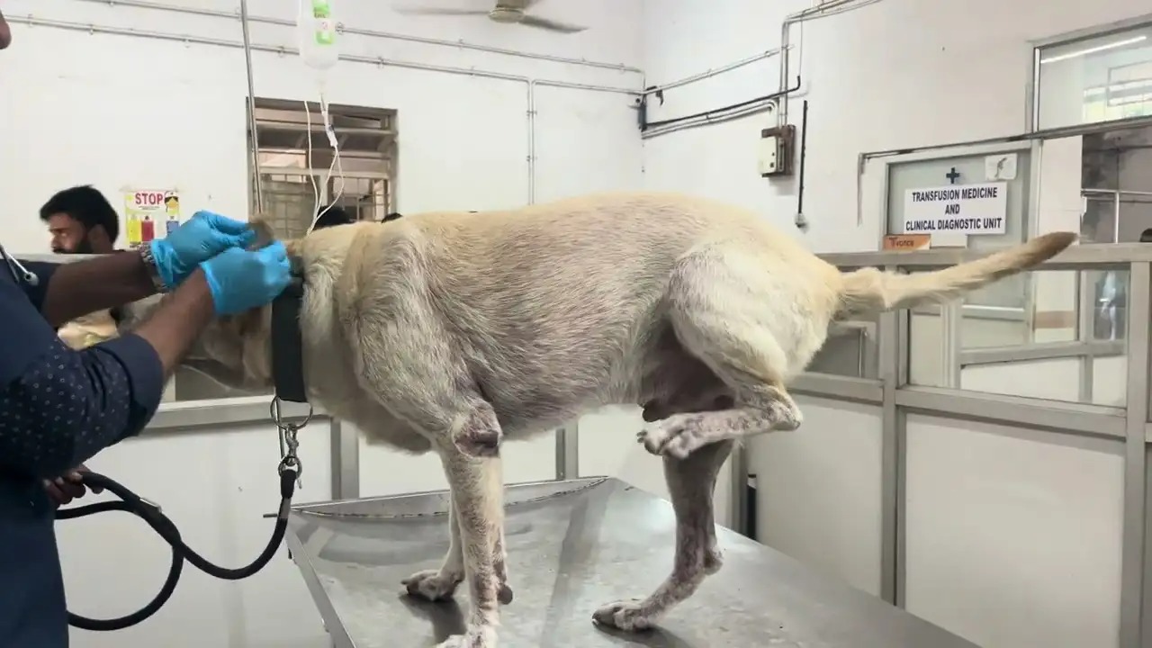 Sự thật ng&atilde; ngửa: Tại sao ch&oacute; đạp ch&acirc;n đi&ecirc;n cuồng khi được g&atilde;i bụng? - Ảnh 3.