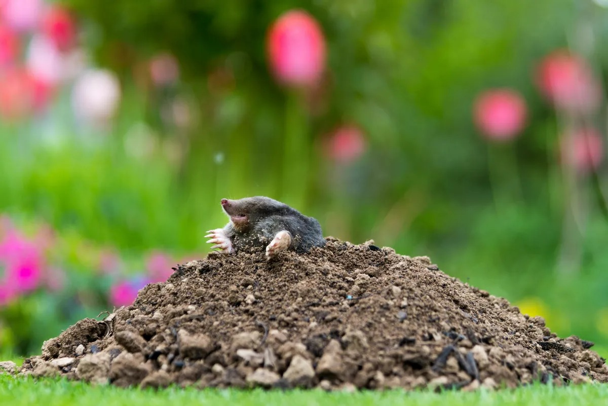 Hiện tượng Dehnel: B&iacute; ẩn lo&agrave;i vật tự "teo n&atilde;o" v&agrave; thu nhỏ xương cốt để sống s&oacute;t qua m&ugrave;a đ&ocirc;ng - Ảnh 2.