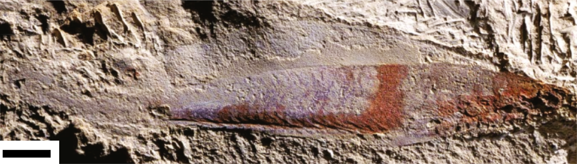 Phát hiện chấn động: Tổ tiên 500 triệu năm trước của loài người từng nhìn đời bằng bốn con mắt! - Ảnh 2.