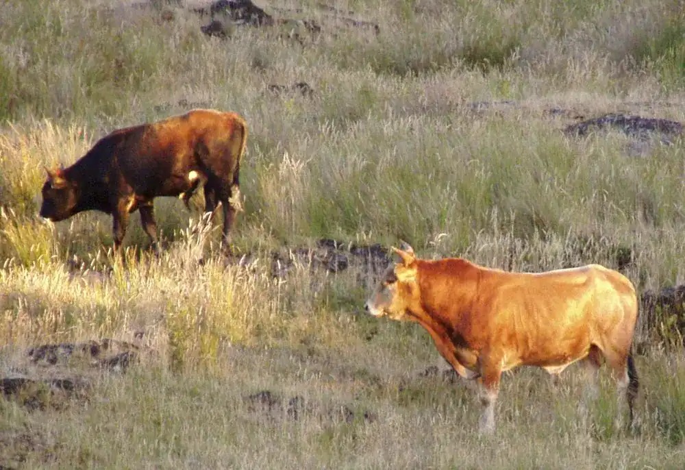 Sự trỗi dậy và sụp đổ của 