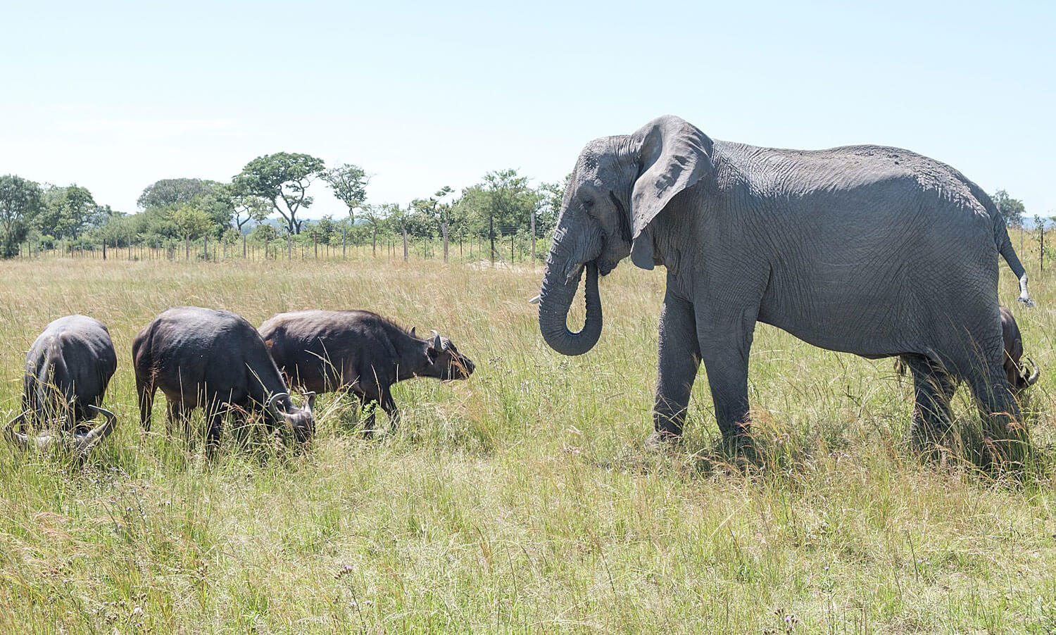 Con voi này tưởng mình là trâu, thậm chí trở thành thủ lĩnh đàn trâu và đã giết chết 14 con trâu đực đến thách đấu - Ảnh 3.