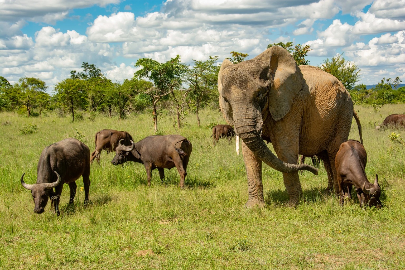 Con voi này tưởng mình là trâu, thậm chí trở thành thủ lĩnh đàn trâu và đã giết chết 14 con trâu đực đến thách đấu - Ảnh 4.