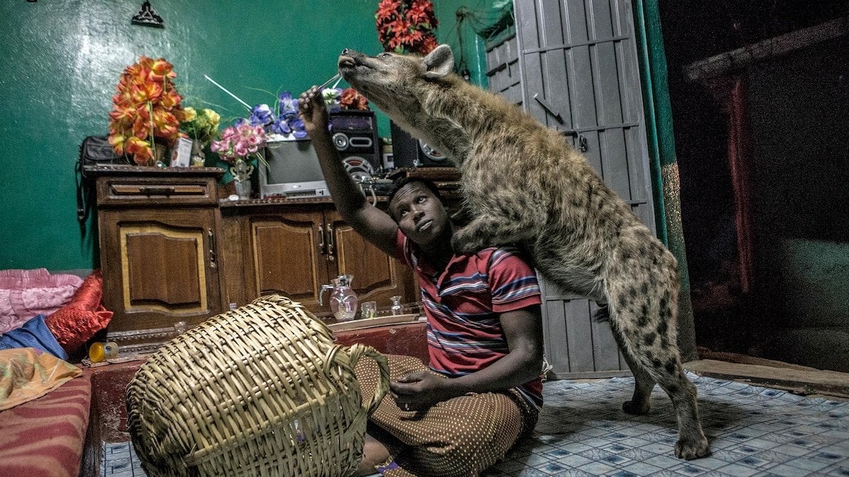 Linh cẩu c&oacute; thật sự chỉ l&agrave; kẻ ăn x&aacute;c thối v&agrave; liệu ch&uacute;ng c&oacute; thể trở th&agrave;nh th&uacute; cưng của con người?- Ảnh 1.