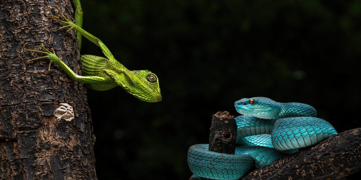 Đừng vội tin vào mắt mình, hàng ngàn loài động vật đang đội lốt nhau để che giấu thân phận thật sự - Ảnh 2.