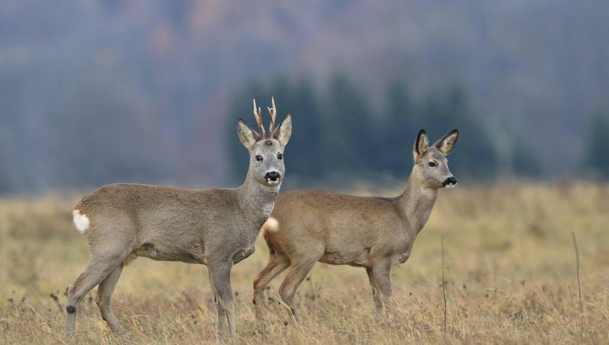 Đừng vội tin vào mắt mình, hàng ngàn loài động vật đang đội lốt nhau để che giấu thân phận thật sự - Ảnh 1.