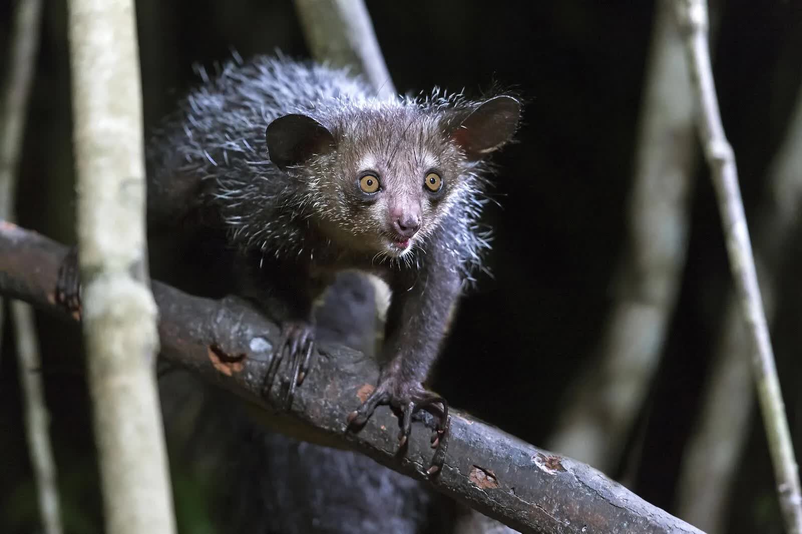 Khỉ Aye-aye, sinh vật kỳ lạ bậc nhất tại Madagascar, loài linh trưởng duy nhất sử dụng định vị bằng tiếng vang để săn mồi - Ảnh 2.