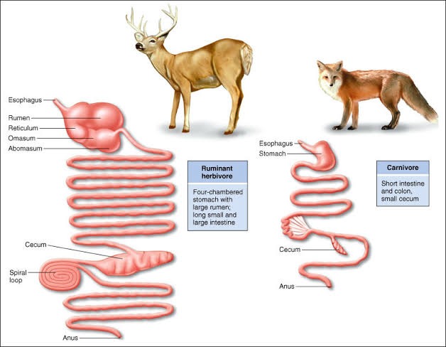 Vì sao bò dê vừa đi vừa thải còn chó mèo phải ngồi đúng tư thế khi đi vệ sinh? - Ảnh 3.