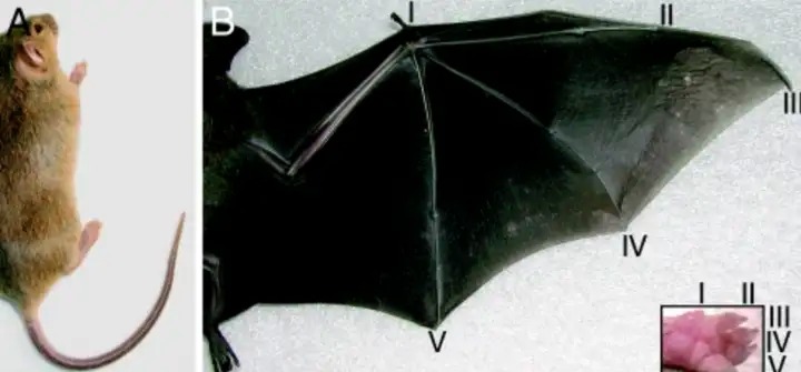 Tại sao dơi là động vật có vú duy nhất có thể bay thực thụ?- Ảnh 3. Tại sao dơi là động vật có vú duy nhất có thể bay thực thụ?- Ảnh 3.