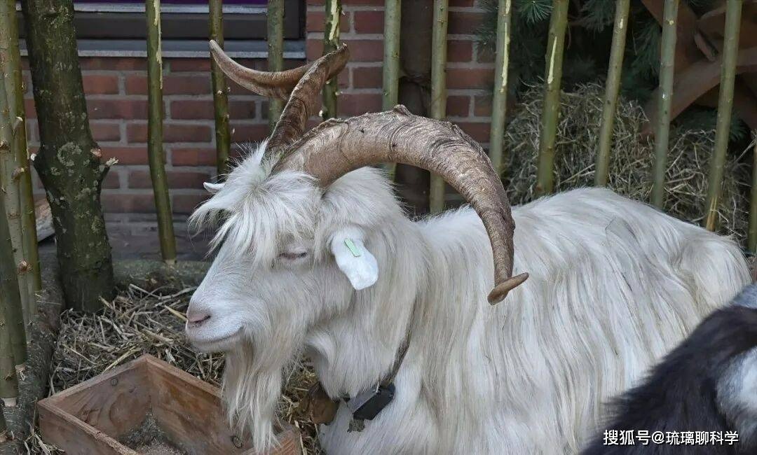 Mất tích 20 năm và từng bị liệt vào danh sách tuyệt chủng, tại sao loài dê này lại đột nhiên xuất hiện? - Ảnh 2.