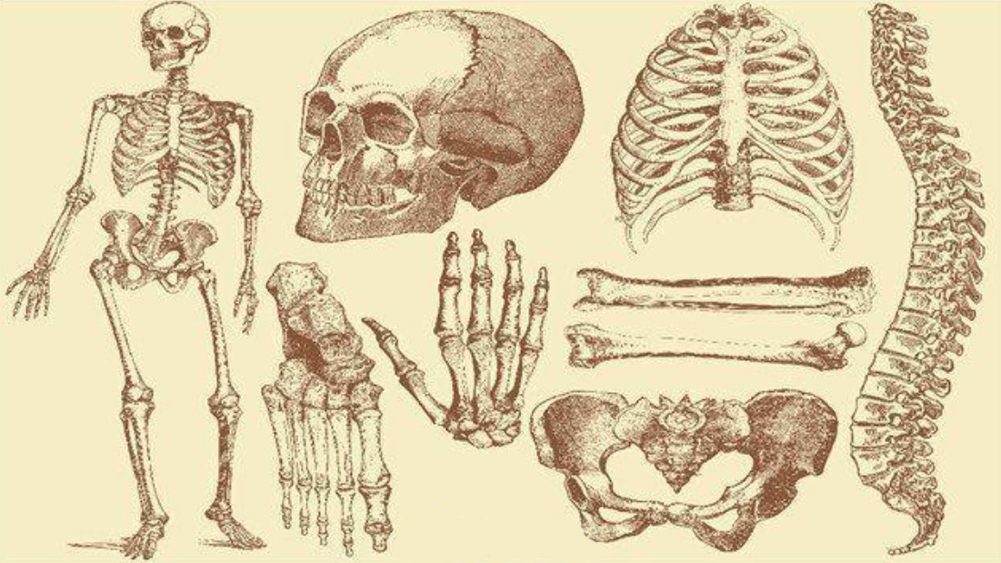 Con người sở hữu 206 khúc xương, nhưng người Trung Quốc lại chỉ có 204 khúc? Hai khúc xương bị thiếu đã đi đâu? - Ảnh 2.