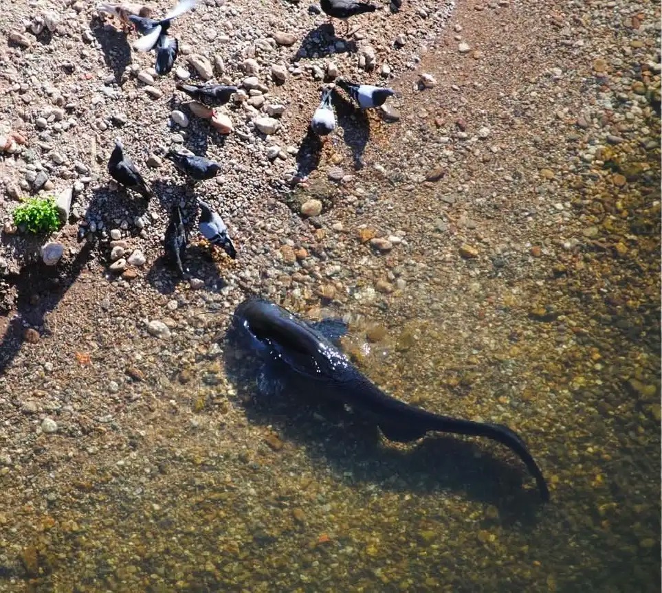 Những sát thủ dưới nước lật ngược quy luật tự nhiên khi cá trở thành kẻ săn chim trên bầu trời - Ảnh 4.