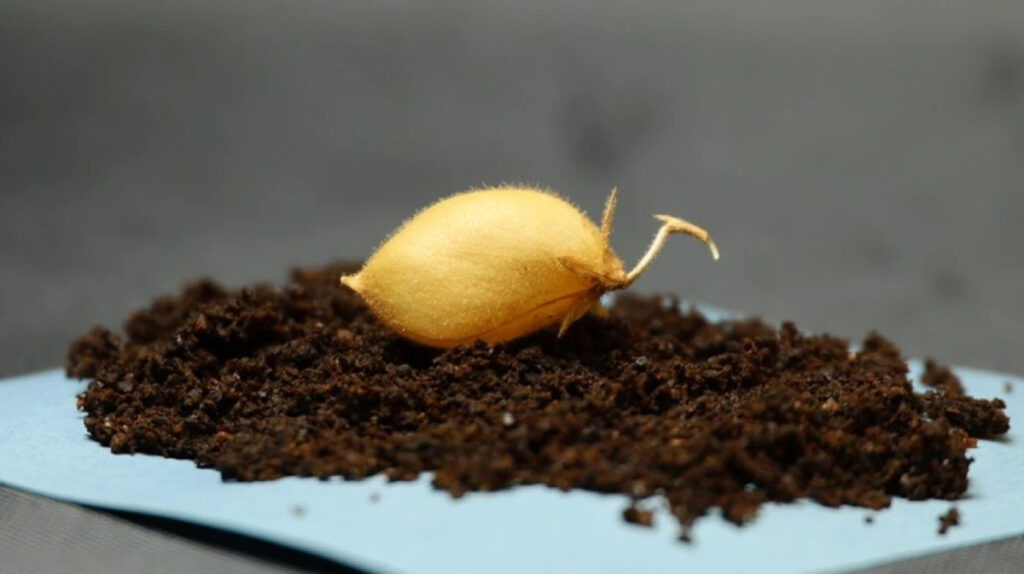 Đạt được đột ph&aacute; n&ocirc;ng nghiệp với đất Mặt Trăng, phi h&agrave;nh gia tương lai c&oacute; thể sẽ phải ăn đậu g&agrave; cả th&aacute;ng - Ảnh 1.