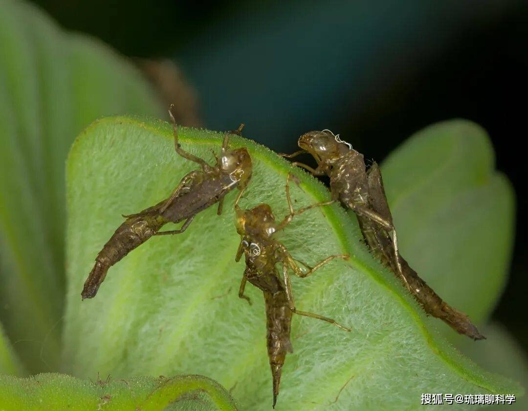 Ấu trùng chuồn chuồn ăn 3.000 con muỗi mỗi năm nhưng lại trở thành món ăn khoái khẩu của con người - Ảnh 1.