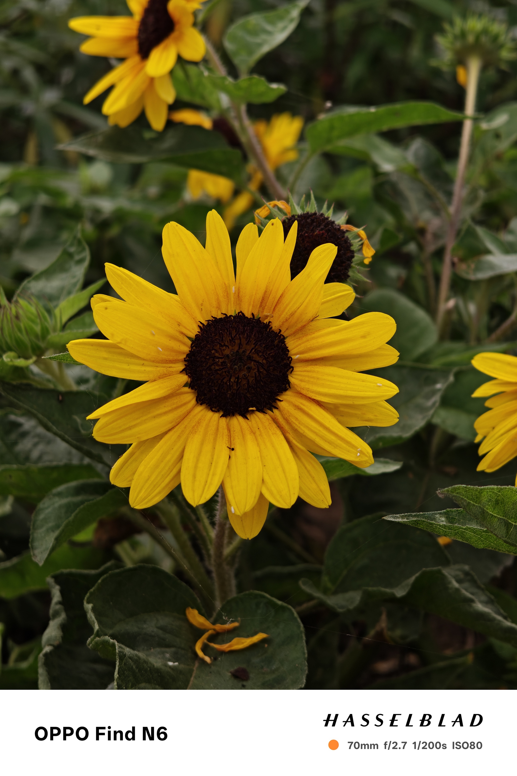 Đ&aacute;nh gi&aacute; smartphone gập OPPO Find N6: Sự tỉ mỉ trong từng đường n&eacute;t nhỏ - Ảnh 21.