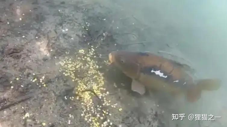 Cá chưa bao giờ lên bờ, làm sao chúng biết hạt ngô có thể ăn được? - Ảnh 3.